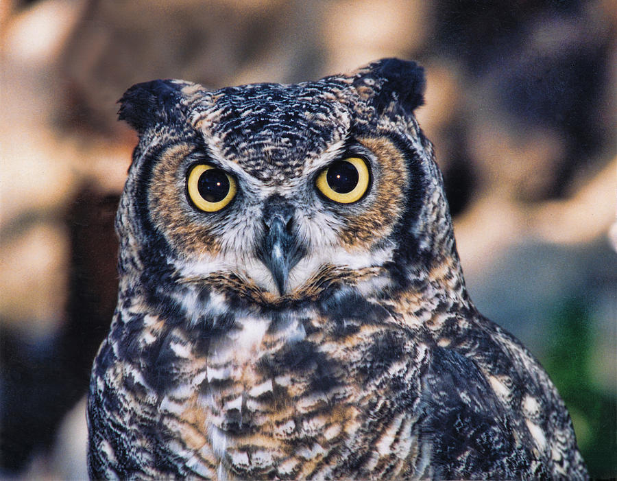Owl 2 Photograph by Helaine Cummins
