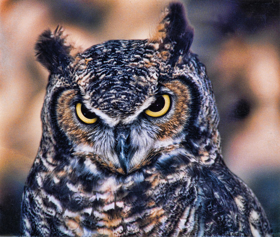 Owl 3 Photograph by Helaine Cummins