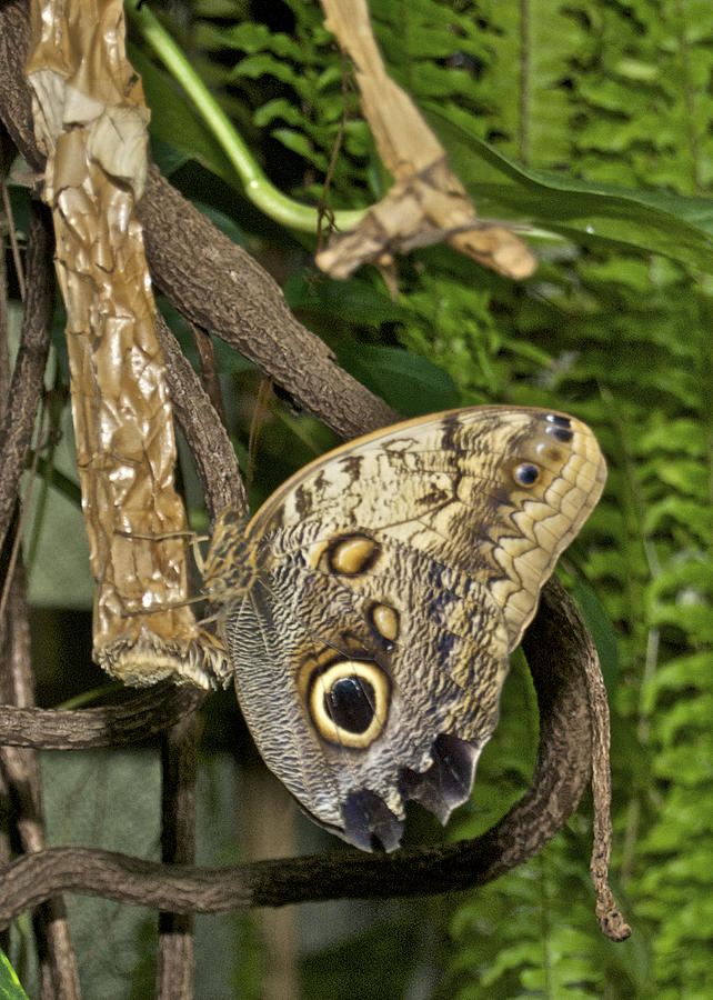 Owl Butterfly 3744 Photograph by Michael Peychich