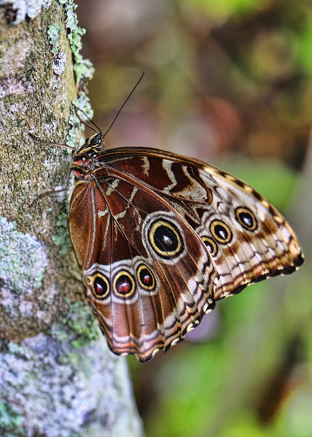 Owl Butterfly Photograph by Bill Dodsworth