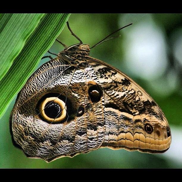 Butterfly Photograph - Owl Butterfly #butterfly #owlbutterfly by Chris Barber