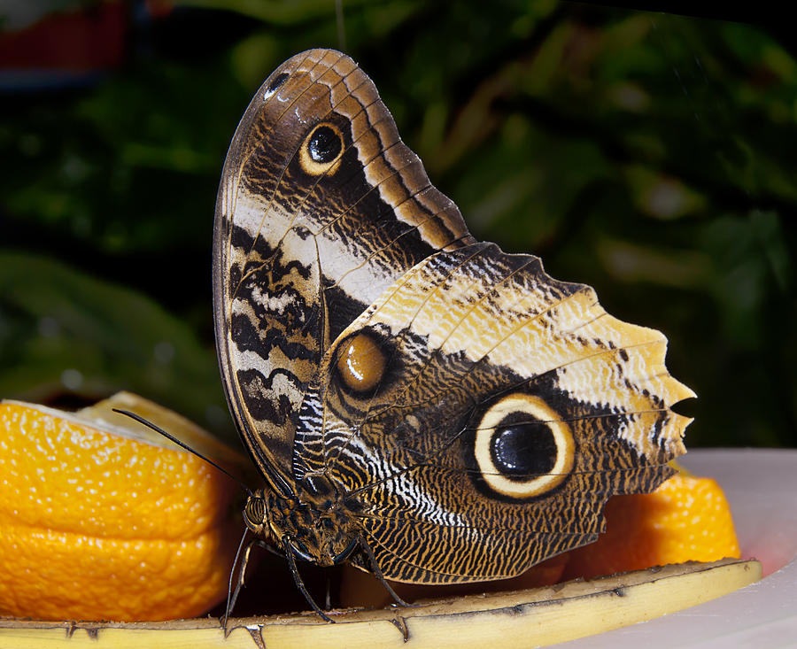 Owl Butterfly Caligo sp Photograph by Robin Webster