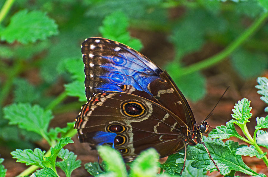 Owl Butterfly Photograph by Cheryl Cencich