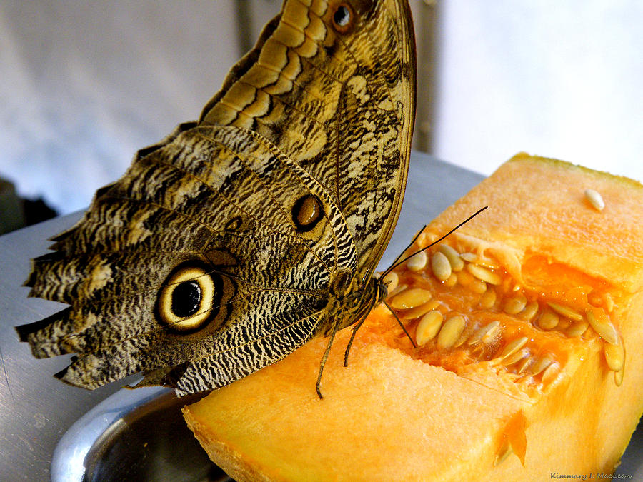 Owl Butterfly Eats Cantaloupe Photograph by Kimmary MacLean