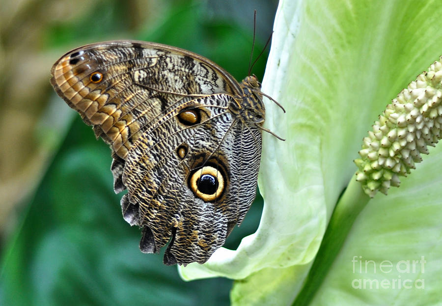 Owl Butterfly Photograph by Elaine Manley