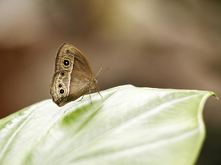 Owl Butterfly Photograph by Grant Glendinning