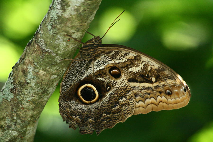 Owl Butterfly Photograph by Larry Parker