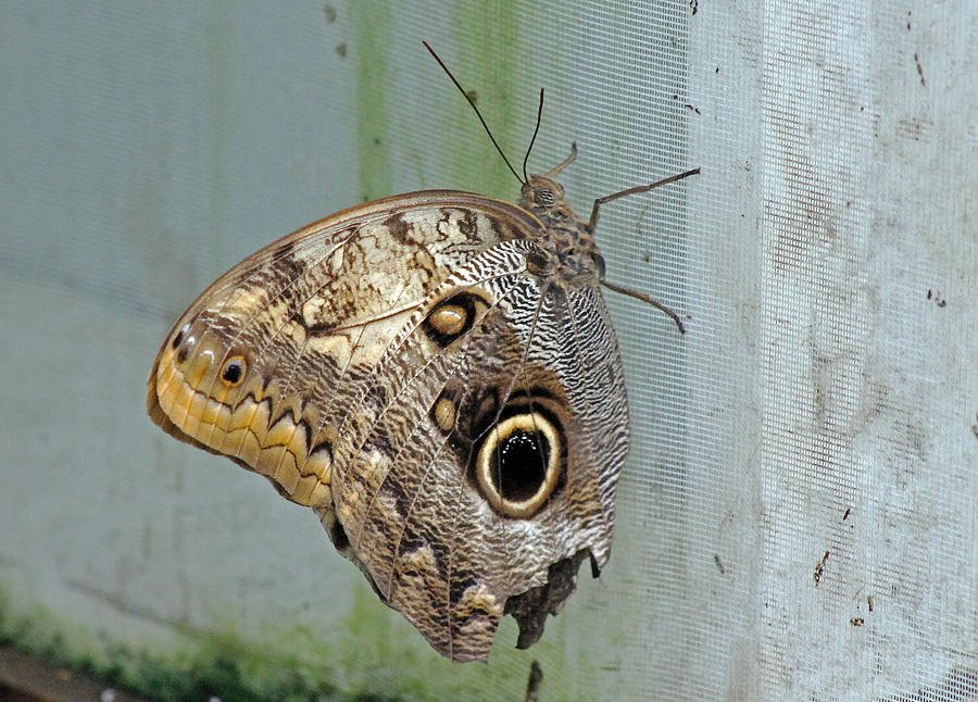 Owl Butterfly Photograph by Tony Murtagh