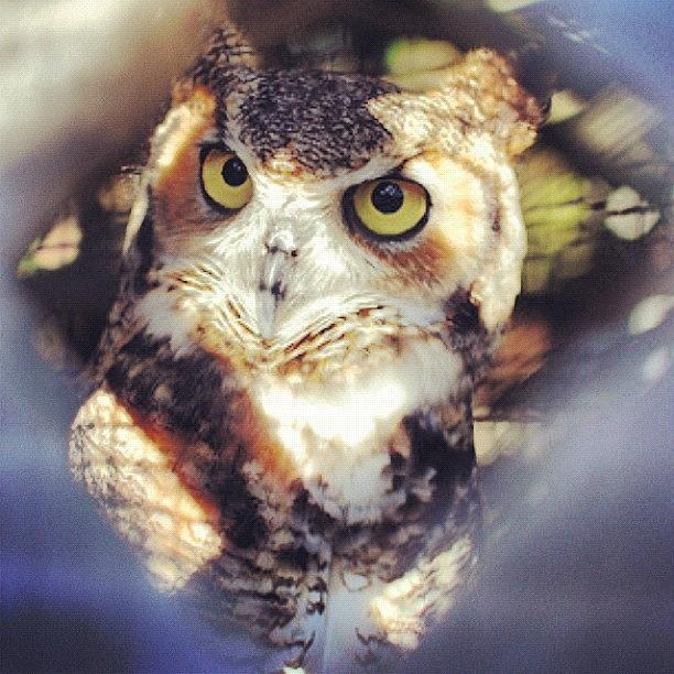 Owl Photograph - #owl #captive #captivated by Victoria Haas