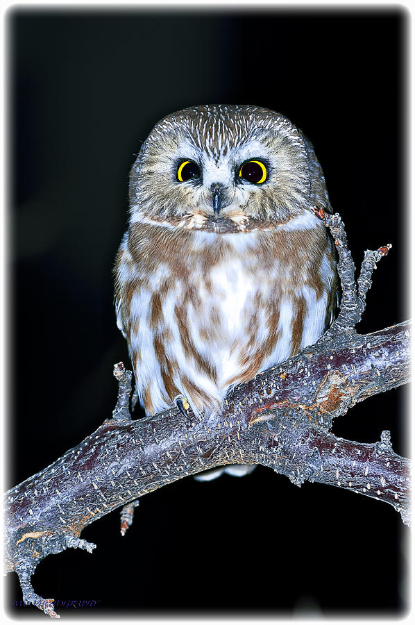Owl Photograph by Edward Kovalsky