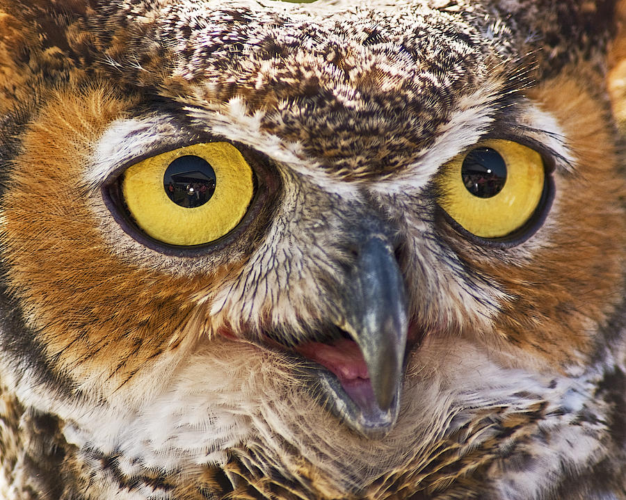 Owl Eyes Photograph by Betty Eich