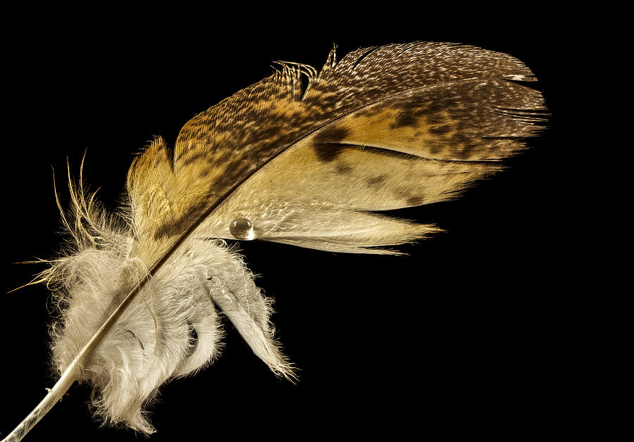 Owl Feather with Water Photograph by Jean Noren