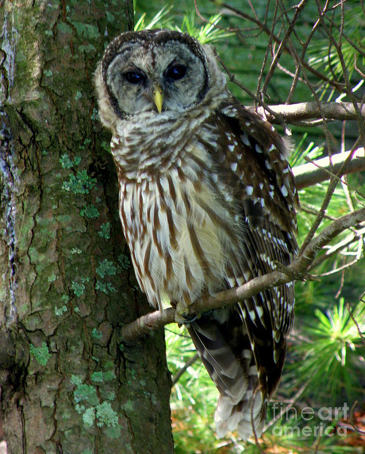 Owl in Pine Tree Photograph by Lainie Wrightson