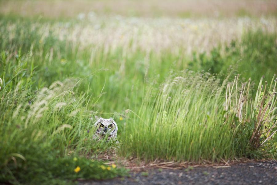 Owl In The Grass Thunder Bay, Ontario Photograph by Susan Dykstra