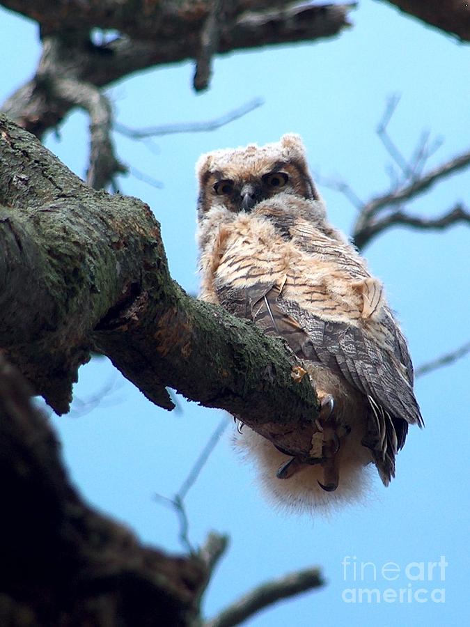 Owl in the Oak Photograph by Denise Hoff - Fine Art America