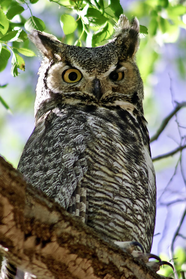 Owl Photograph by Melany Sarafis