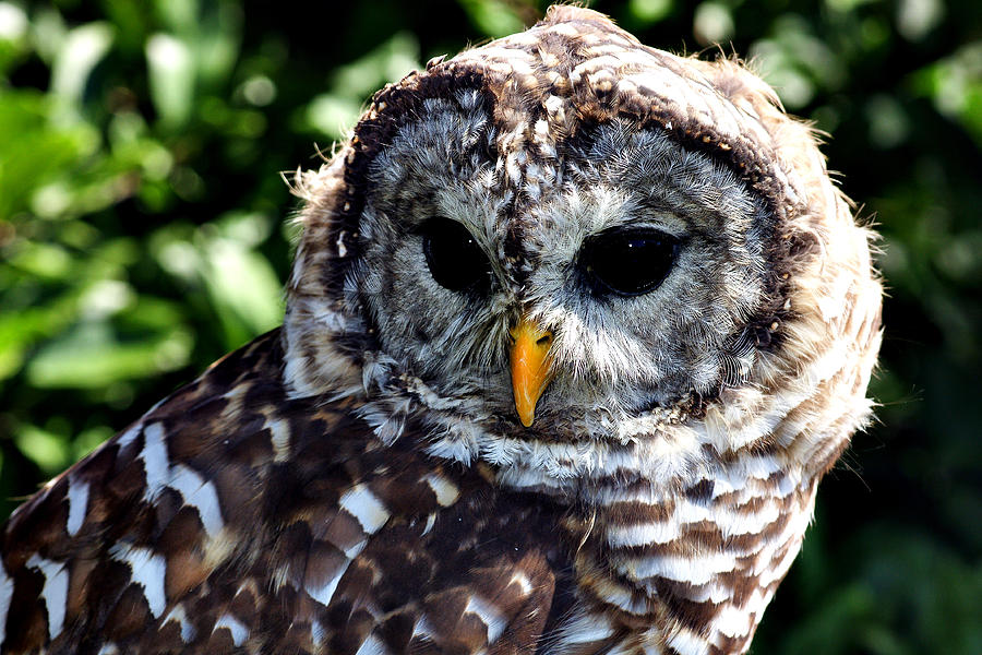 Owl Photograph by Michelle Joseph-Long