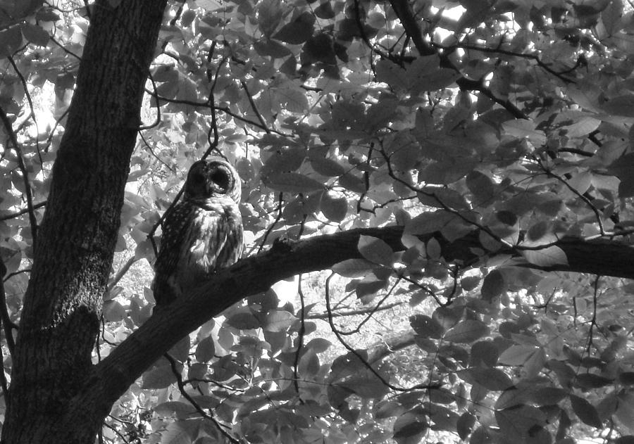 Owl n The Park Photograph by Leigh Odom