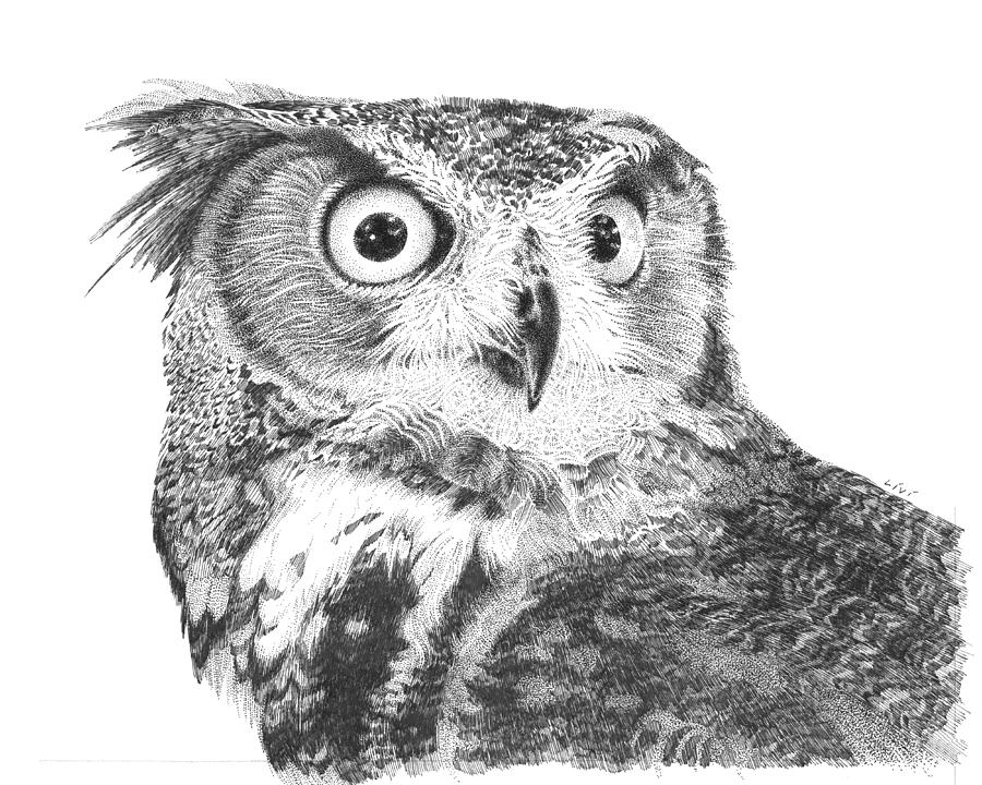 Owl No2 Drawing by Carol Livingston | Fine Art America