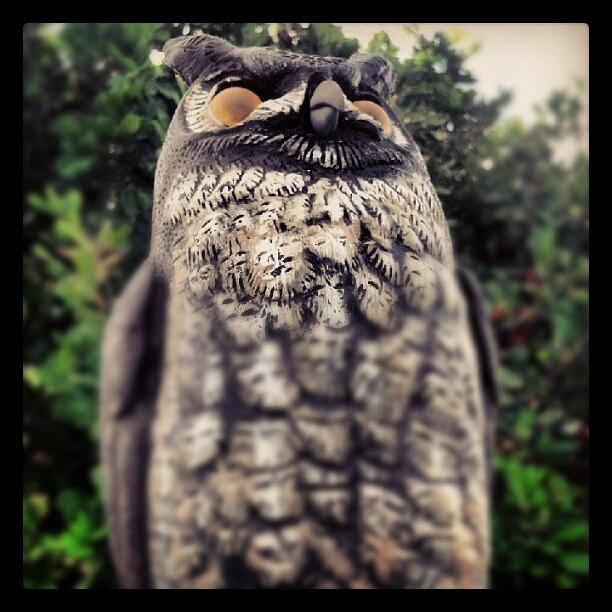 Owl. #owlsrock Photograph by Amie Merker