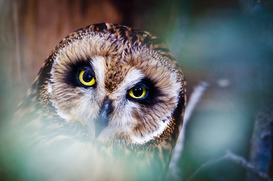 Nature Photograph - Owl See by Joseph Rossi