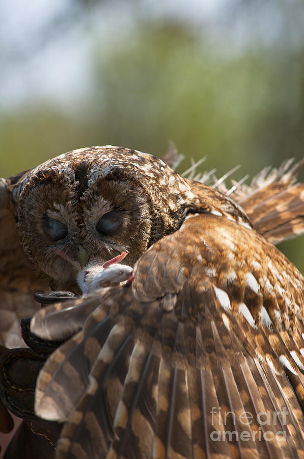 Owl swoops on mouse Photograph by Andrew  Michael