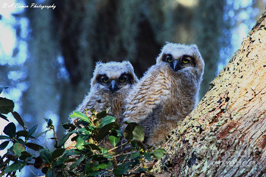 Owl Twins Photograph by Barbara Bowen