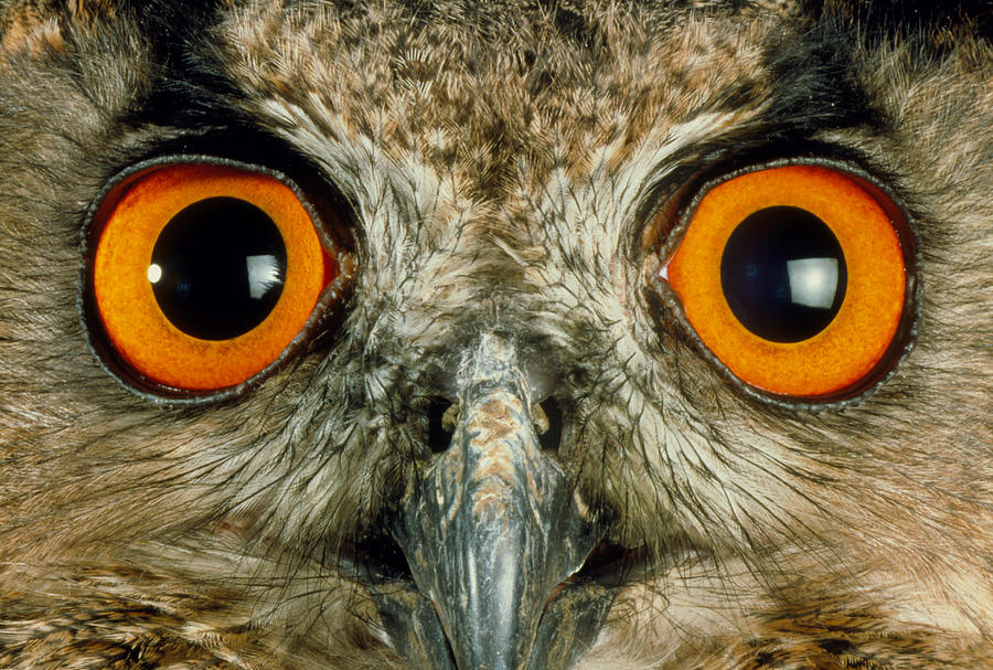 Owl's Eyes Photograph by Tony Mcconnell - Fine Art America