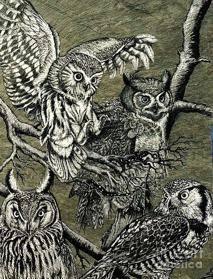 Owls Drawing by James Oliver