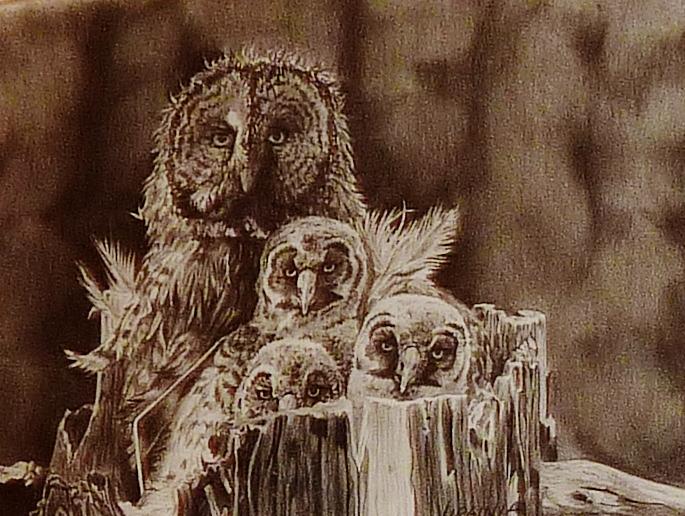 Bird Drawing - Owls by Virginia Sonntag