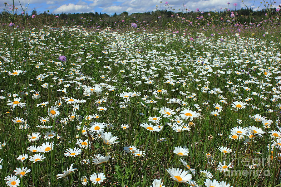 Ox-eyed daisy meadow Photograph by Jim Sauchyn