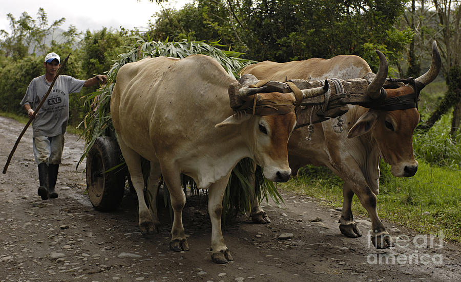 Oxen Costa Rica Photograph by Bob Christopher