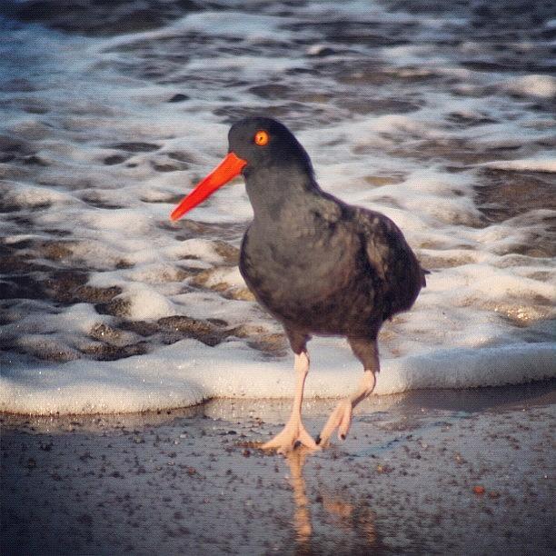 Beach Photograph - Oyster Catcher At Monterey Bay by Lisa Thomas