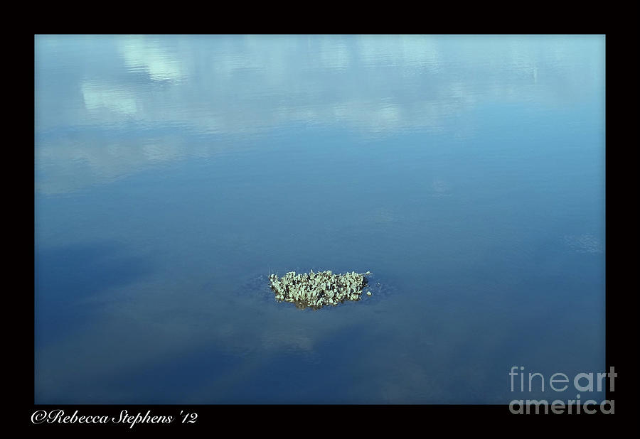 Oyster Photograph - Oyster In Clouds by Rebecca Stephens