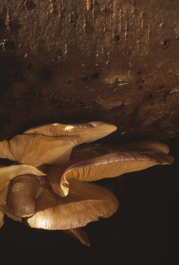 Nature Photograph - Oyster Mushrooms by Alan Sirulnikoff