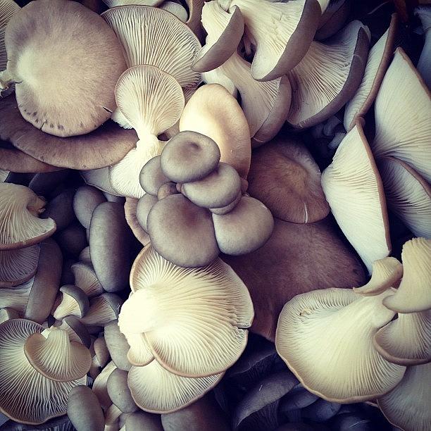 Oyster Mushrooms Are Pretty Photograph by Samantha Gutglass