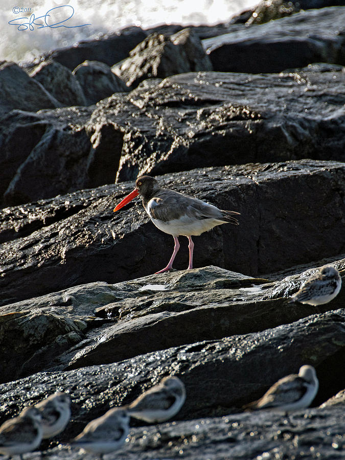 Oyster on the Rocks Photograph by S Paul Sahm