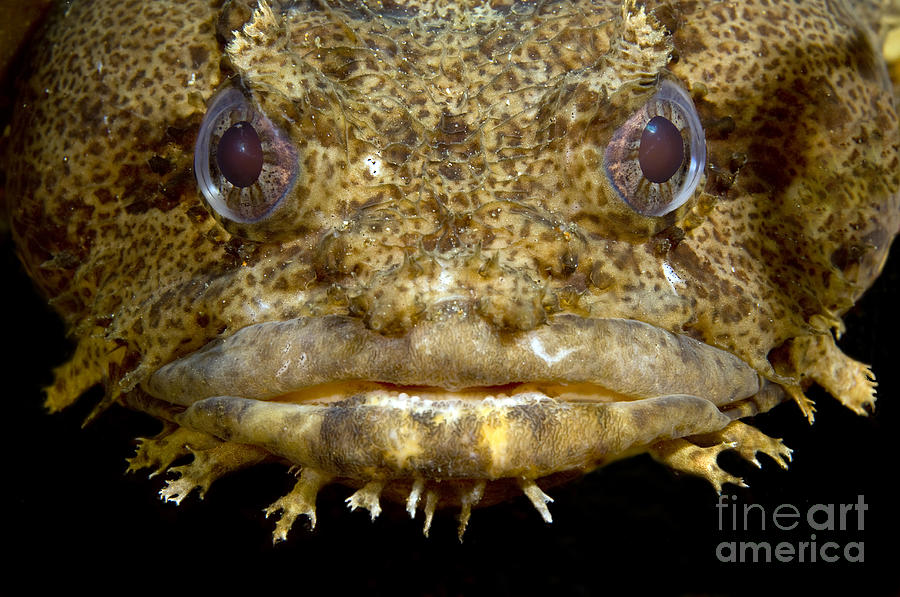 Oyster Toadfish, Atlantic Ocean Photograph by Karen Doody - Pixels