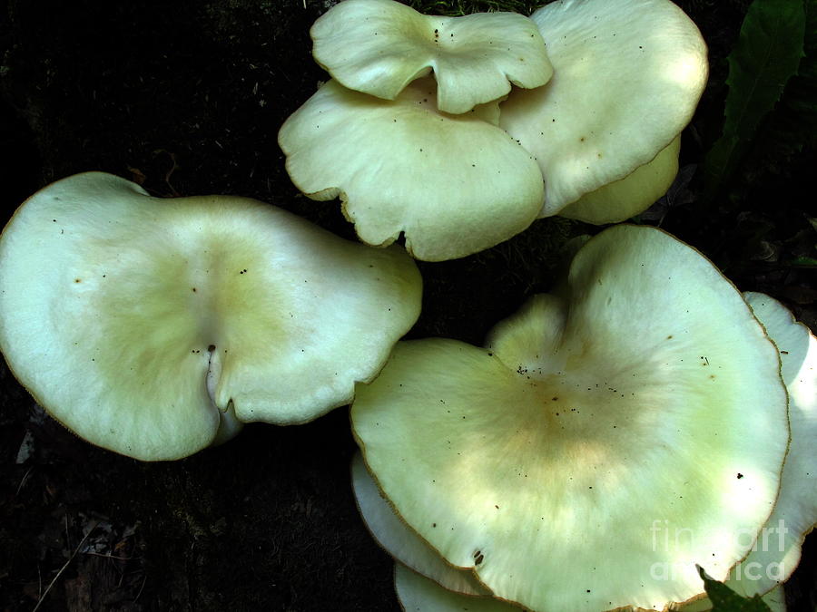 Mushroom Photograph - Oysters by Timothy Myles