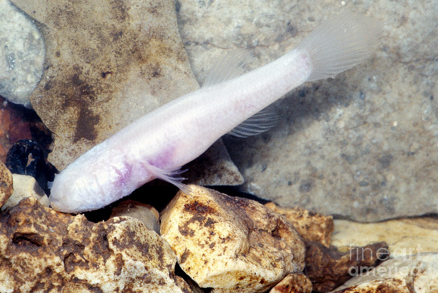 Ozark Blind Cave Fish Amblyopsis Rosae Photograph by Dante Fenolio
