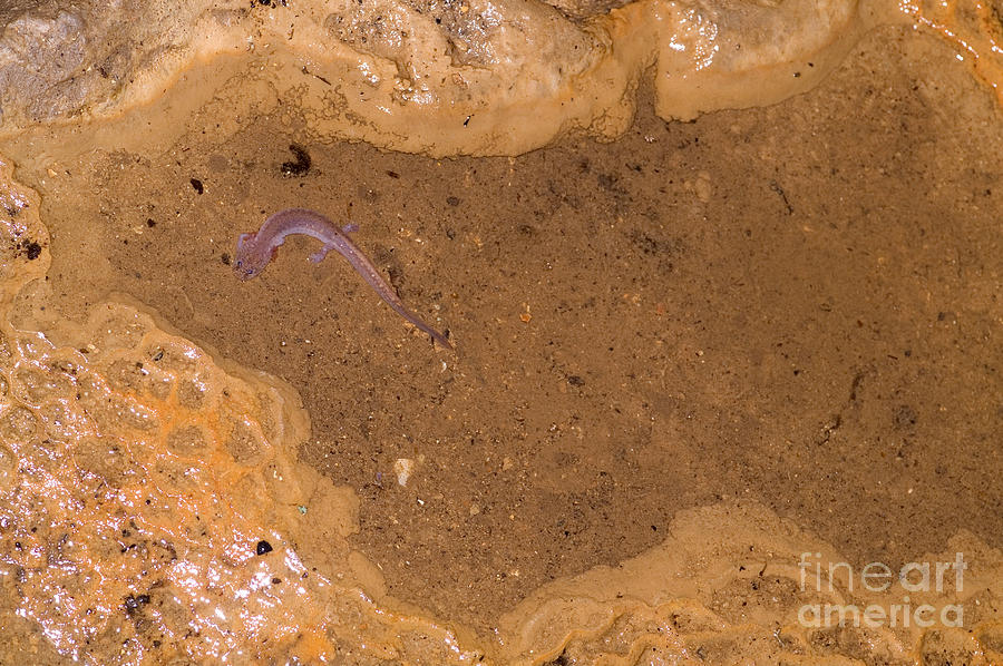 Ozark Blind Cave Salamander Photograph by Dante Fenolio