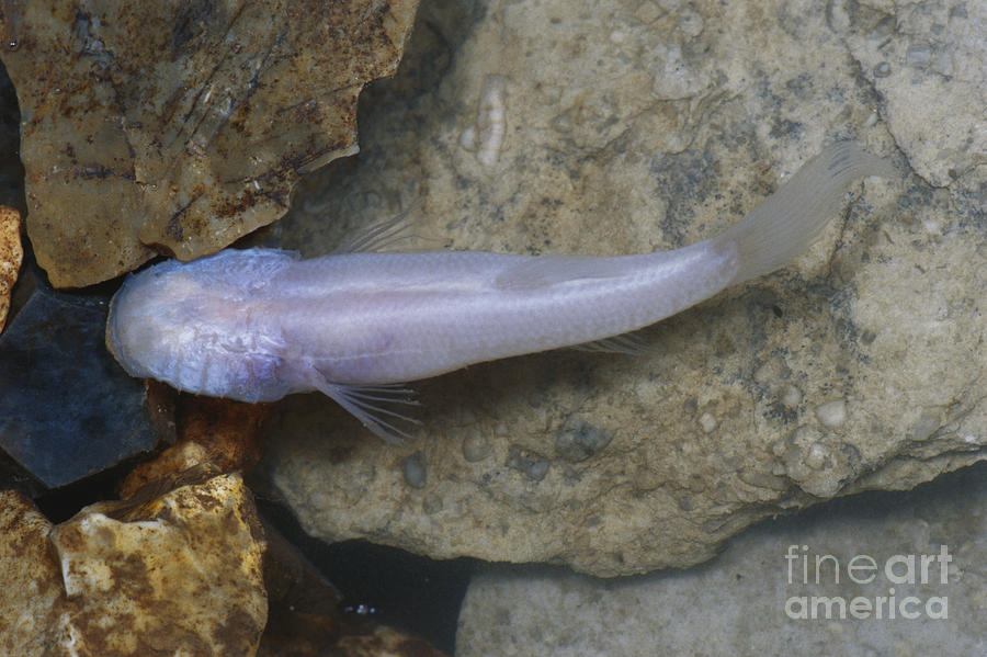 Fish Photograph - Ozark Blind Cavefish by Dante Fenolio