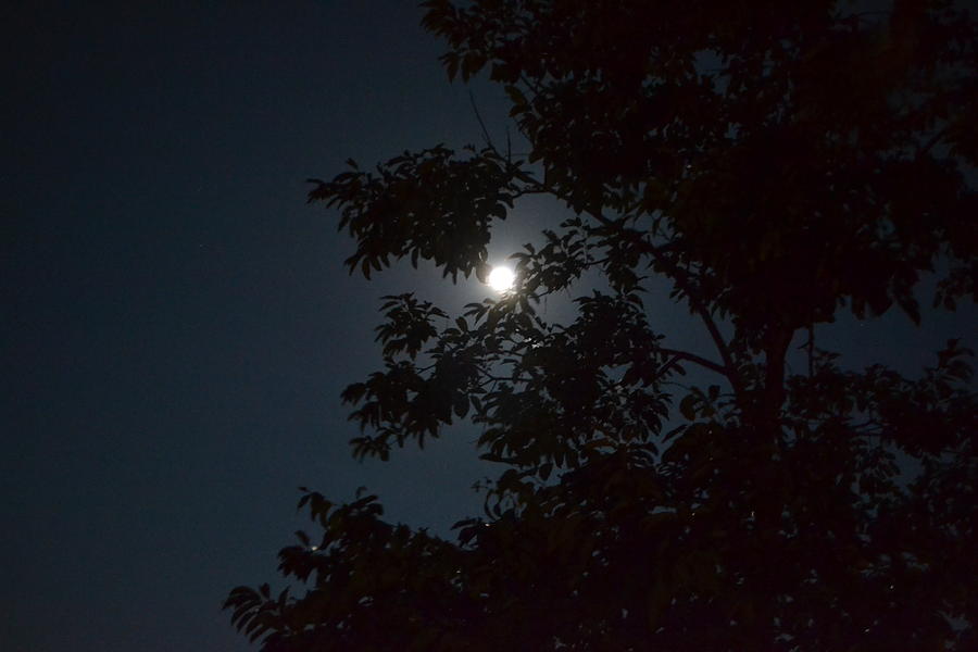 Ozark Moon Photograph by Carman Turner - Fine Art America