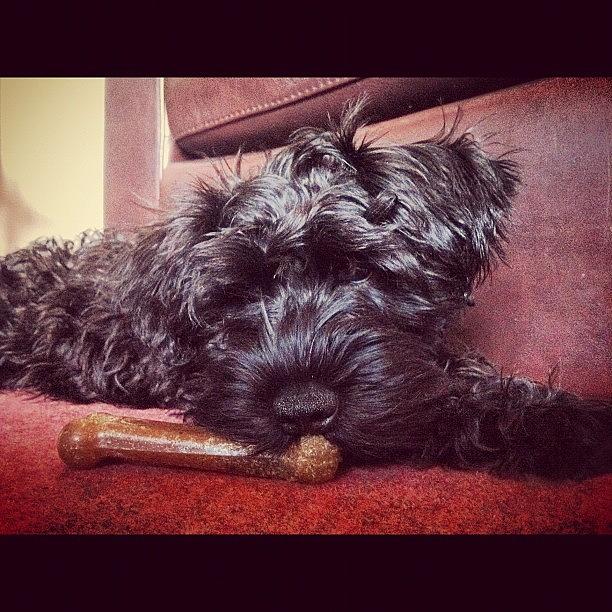 Puppy Photograph - #ozzie #puppy #schnauzer by Laurena Pascoe Puppy Photograph - #ozzie #puppy #schnauzer by Laurena Pascoe