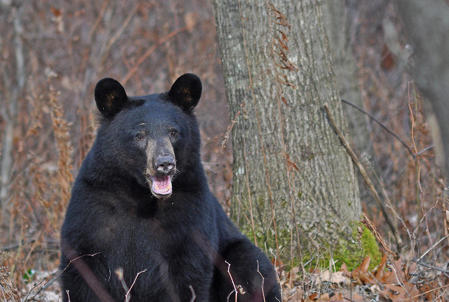 PA Black Bear Portrait Photograph by Bill Maile - Fine Art America