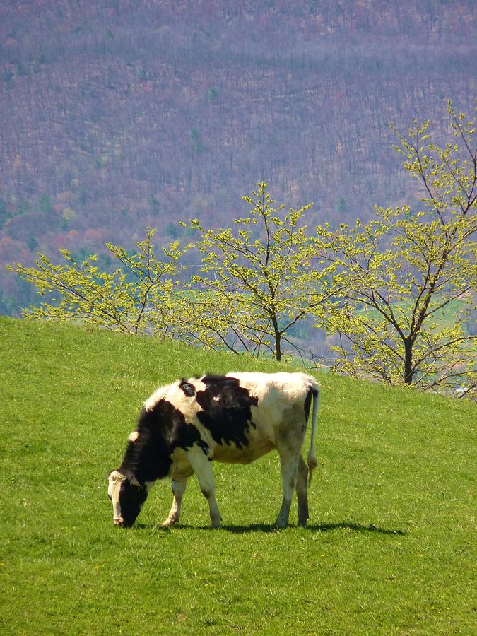 PA Spring Pasture Photograph by Jeanette Oberholtzer