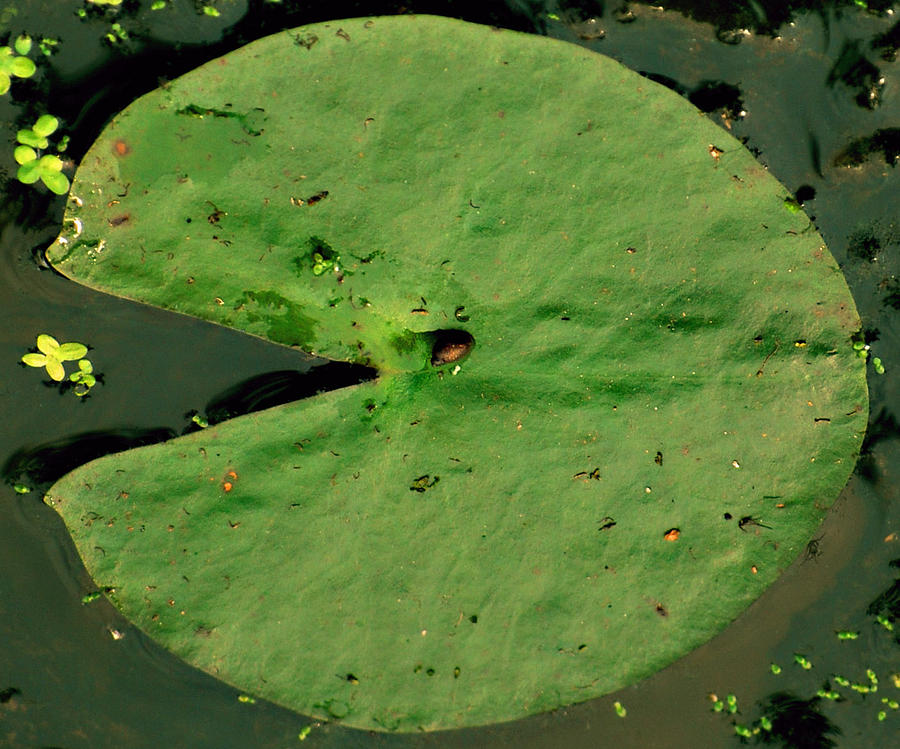 Summer Photograph - Pac Man Lily Pad by Michelle Cruz