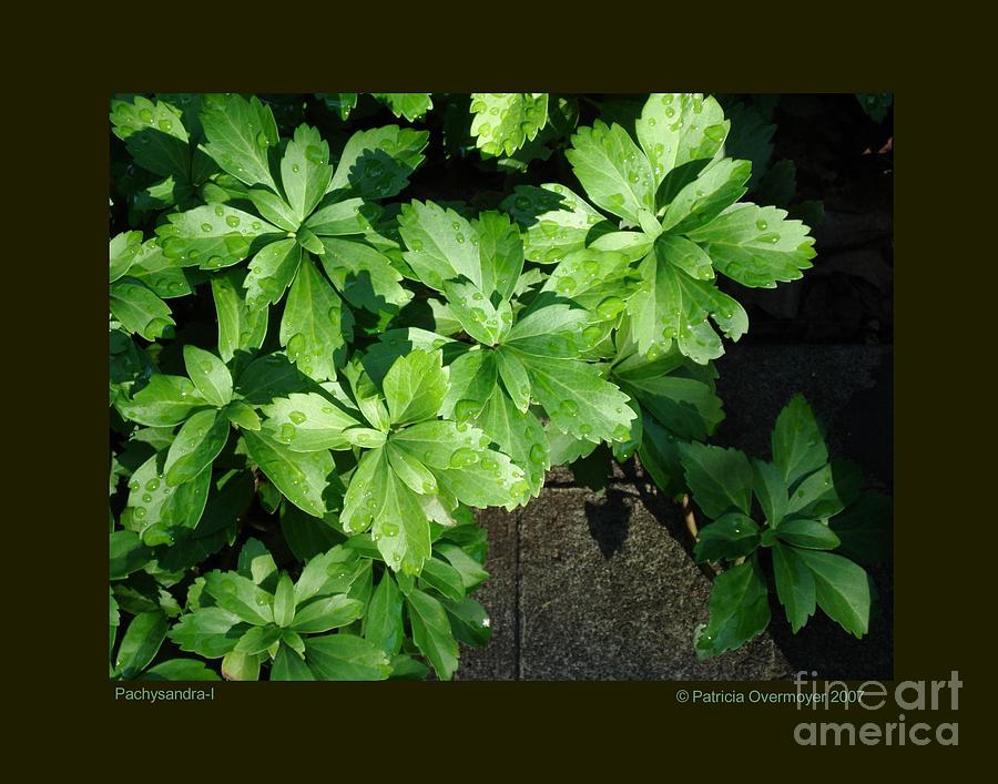 Pachysandra-I Photograph by Patricia Overmoyer