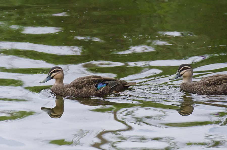 Pacific Black Ducks Photograph by Harry Strharsky
