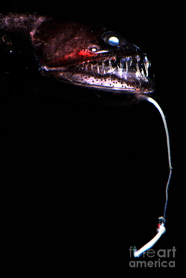 Pacific Blackdragon Photograph by Dante Fenolio